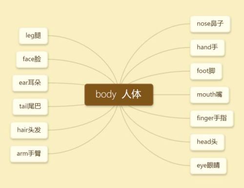 英语人类身体部位思维导图