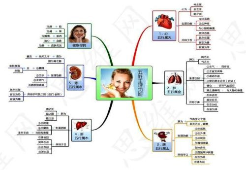 五脏六腑的思维导图